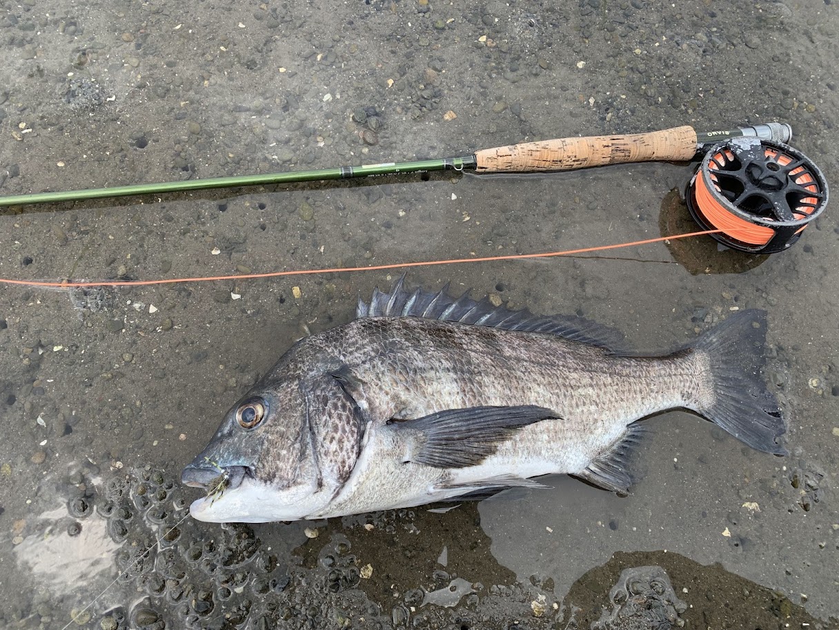 初めてフライフィッシングで釣れたクロダイ